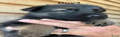 German Shepherd 7