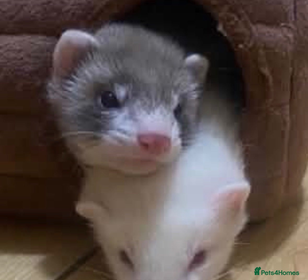 Ferret rodents Friendly brown ferret  - Advert 1