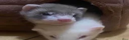 Ferret rodents for sale: Friendly brown ferret  - Advert 1