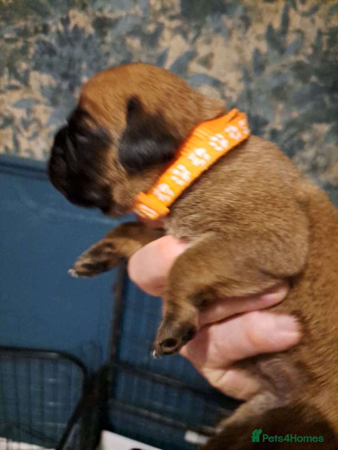 Boxer dogs for sale: ** 1 left*Beautiful bobtail & longtail kc boxer  - Advert 16