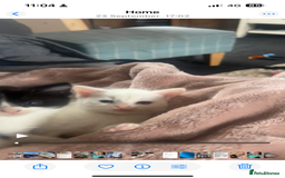 Mixed Breed cats for sale: Unexpected litter  - Image 4