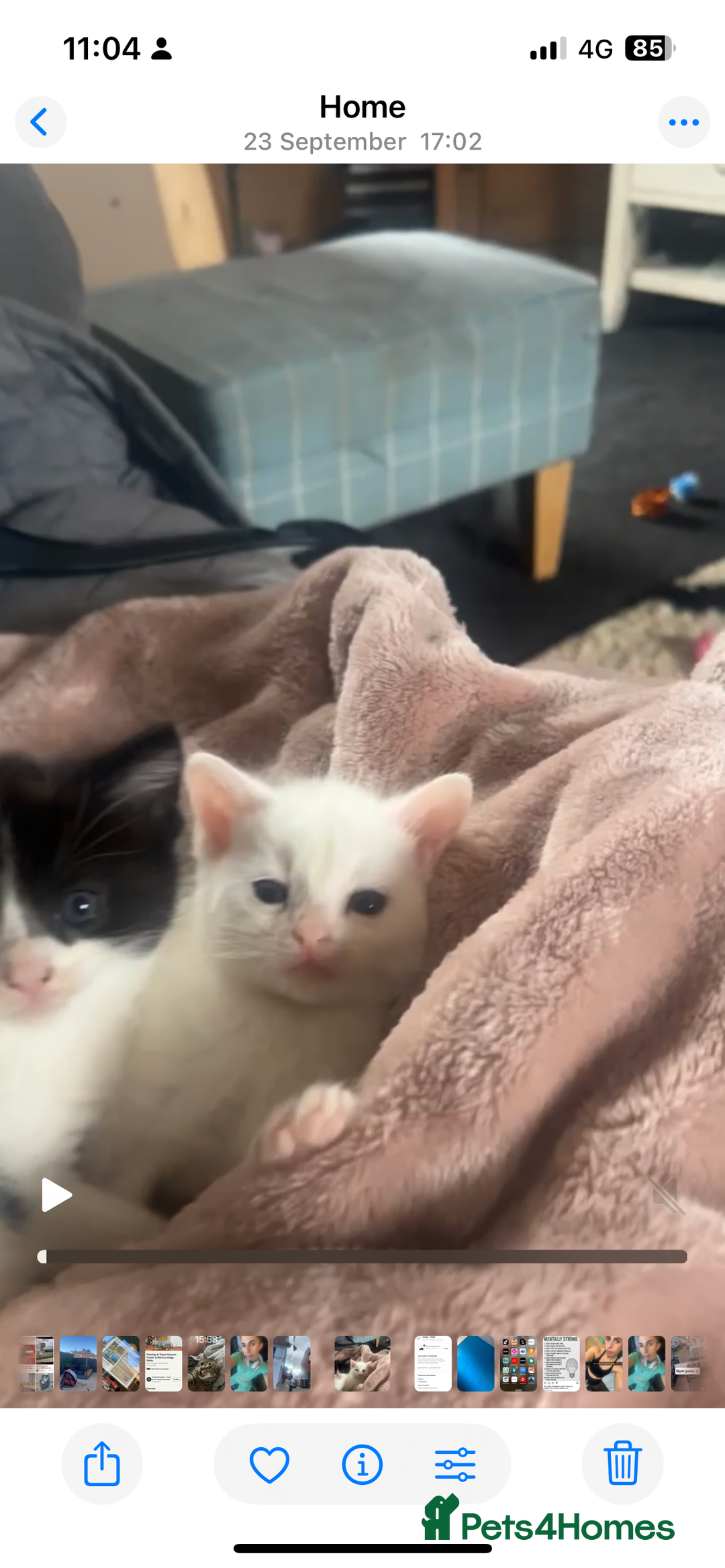 Mixed Breed cats for sale: Unexpected litter  - Image 4
