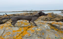 Thai Ridgeback dogs for sale: 12 month old Thai Ridgeback  - Image 2