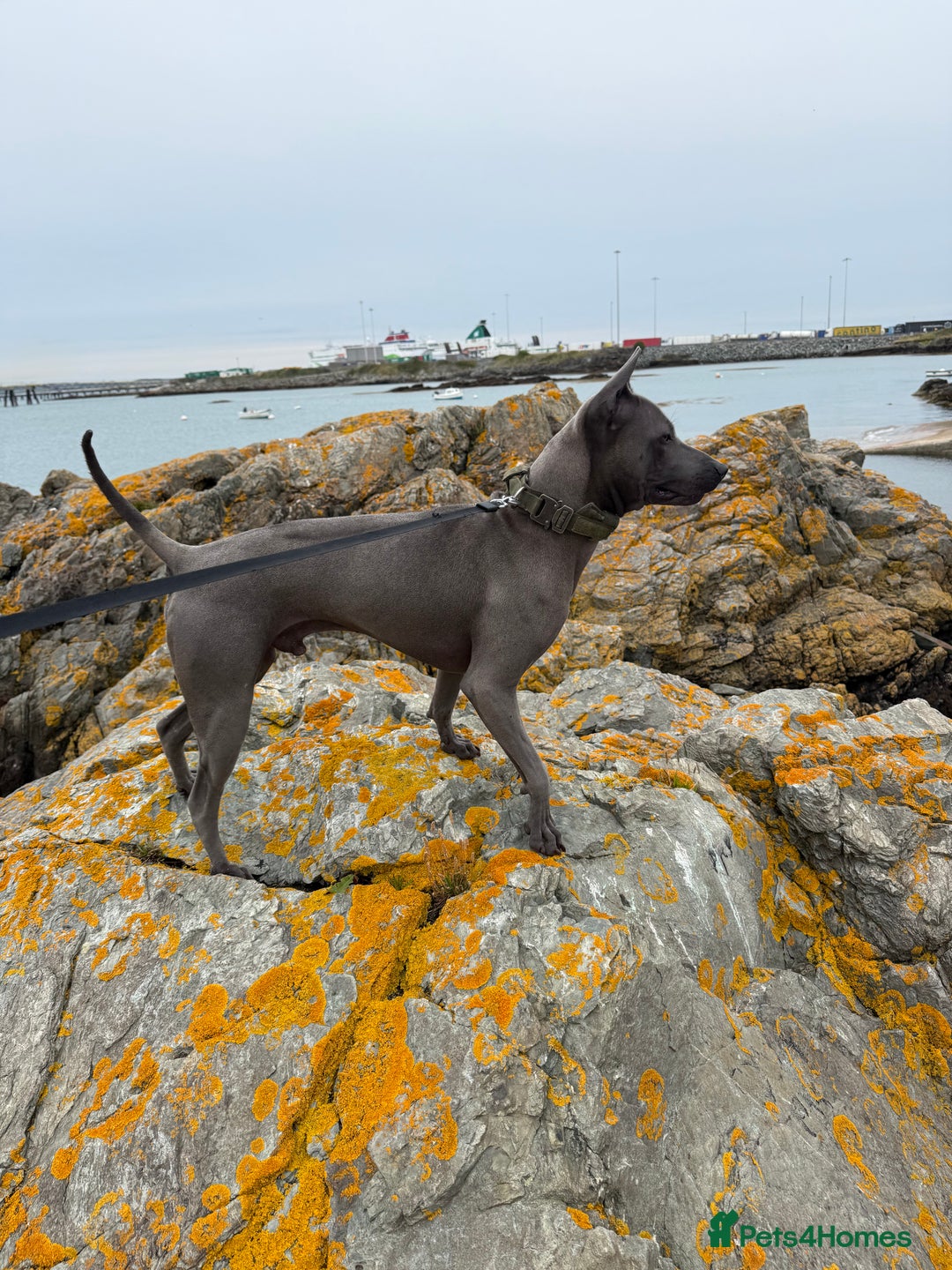 Thai Ridgeback dogs for sale: 12 month old Thai Ridgeback  - Image 2