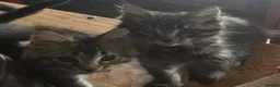 Maine Coon cats for sale: Big Strong Maine Coon Kittens - Advert 15