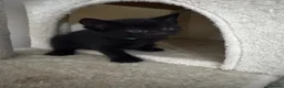 Mixed Breed cats for sale: Six Adorable Playful Kittens Looking For Homes - Advert 8