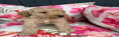 Toy Poodle- Gold