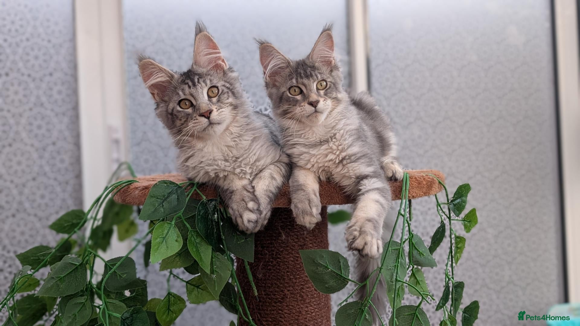 Maine Coon cats Stunning Tica registered Maine coon kittens - Advert 2