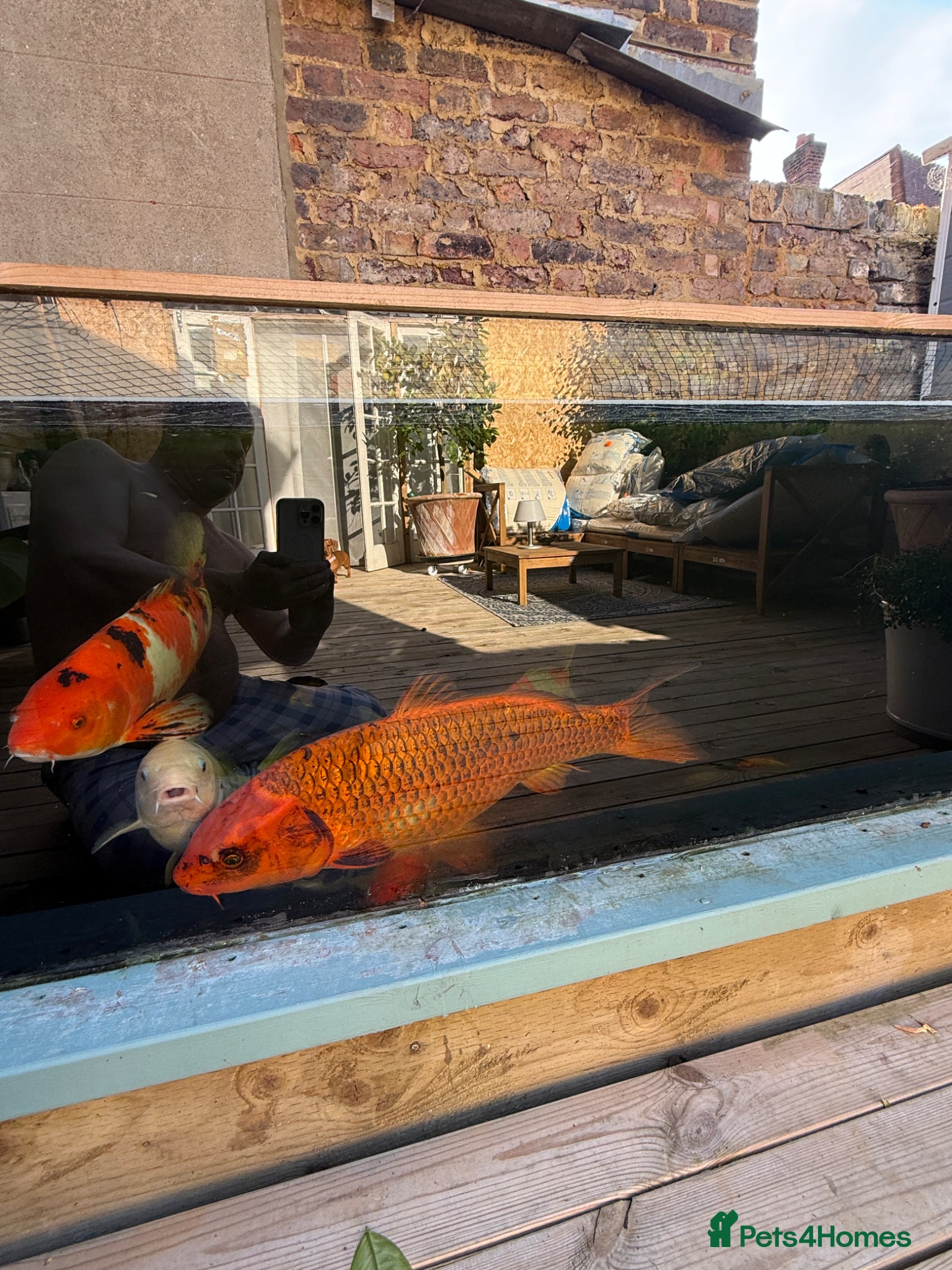 Koi Carp fish Big koi for sale - Advert 2