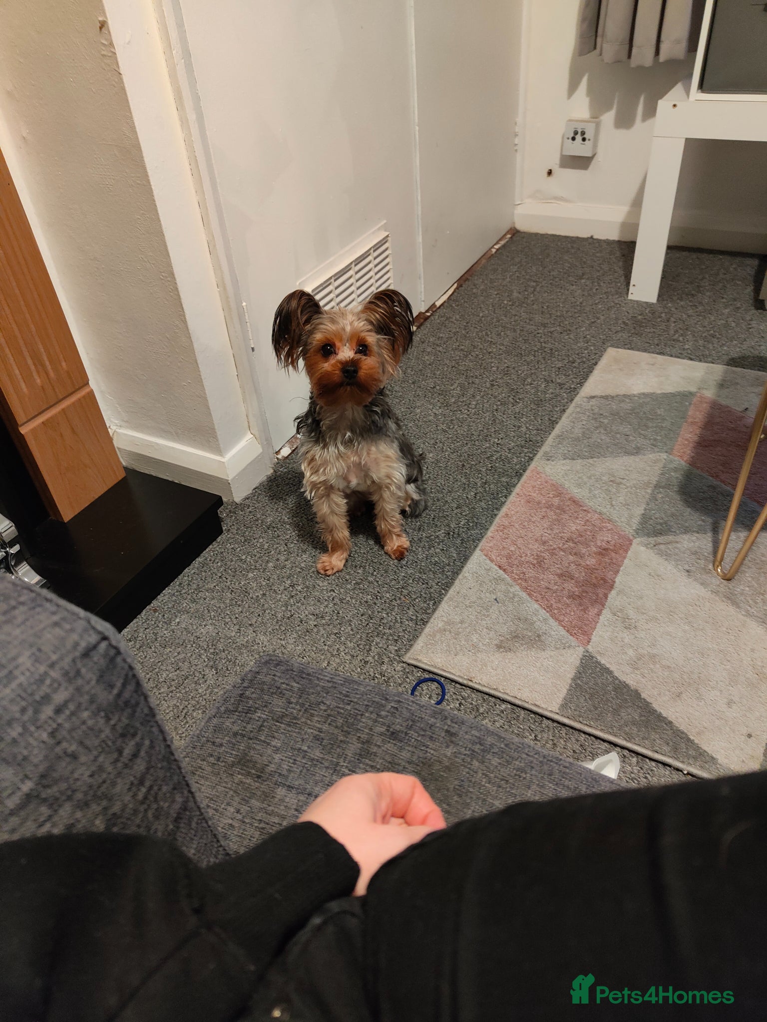 Yorkshire Terrier dogs Female Yorkshire terrier  - Advert 2