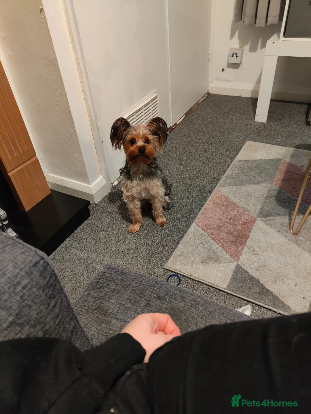 Yorkshire Terrier dogs for sale: Female Yorkshire terrier  - Advert 1