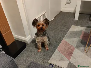 Yorkshire Terrier dogs Female Yorkshire terrier - Advert 1