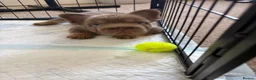 French Bulldog dogs for sale:  MASSIVELY REDUCED AGAIN!!READY TO LEAVE-frenchies - Advert 21
