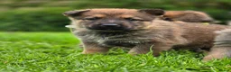 Mixed Breed dogs for sale: Shepherd's available.  Last 2 £500 - Advert 22