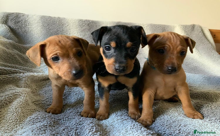 Miniature Pinscher dogs Miniature Pinschers in Swanley - Advert 1