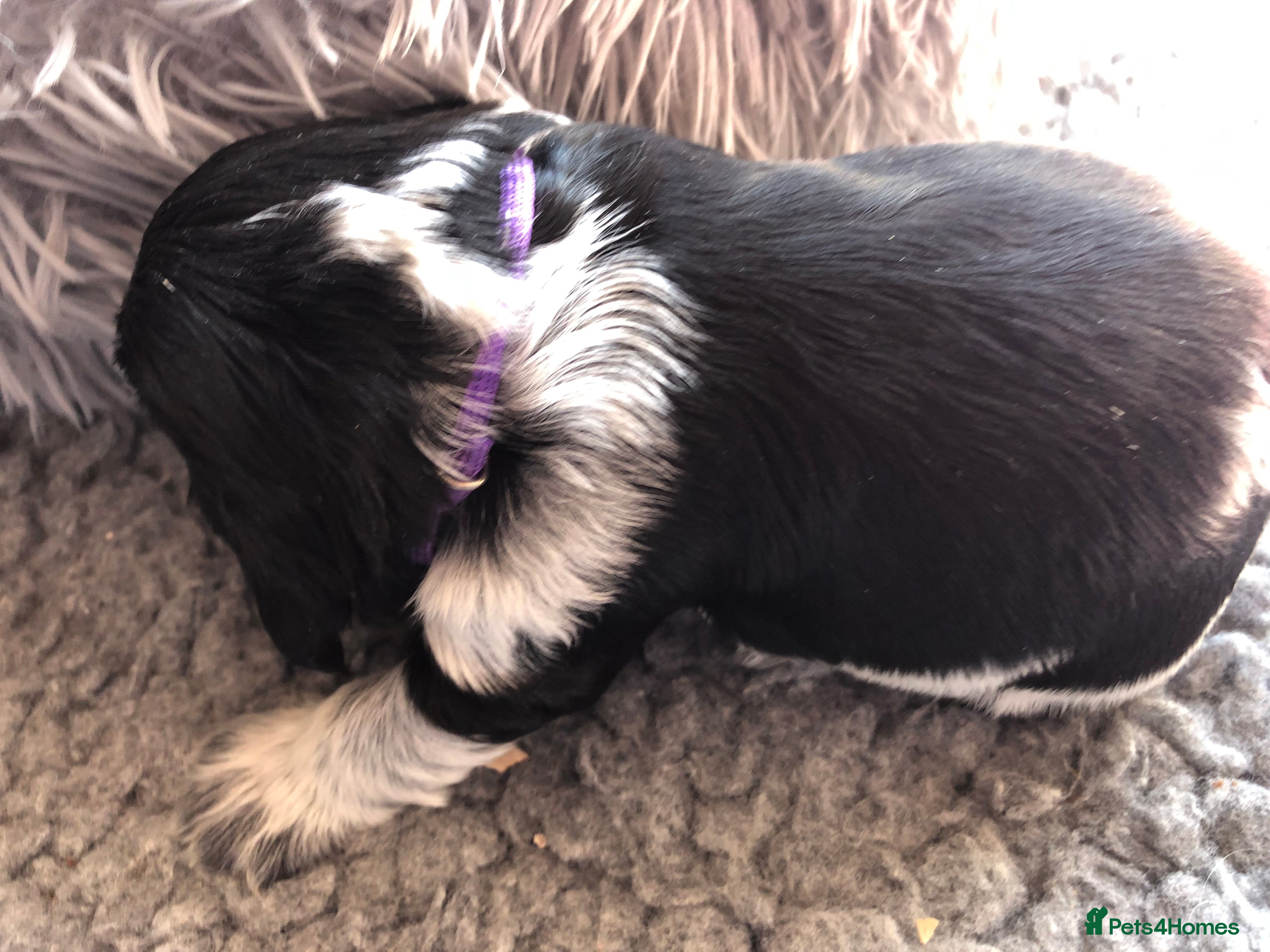 Cocker Spaniel dogs 2 gorgeous show cocker male puppies available 😁 - Advert 2