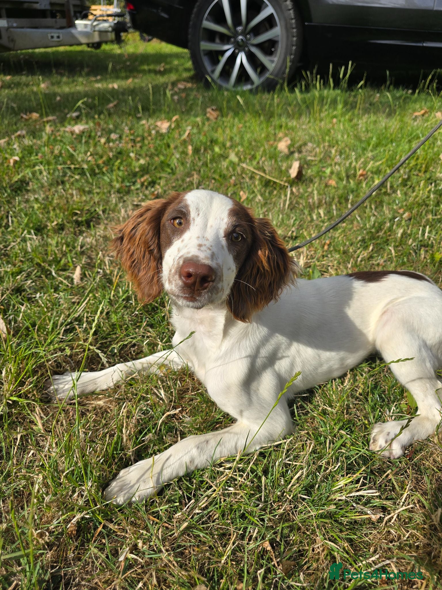 English Springer Spaniel dogs Kc registered Springer Spaniel pups - Advert 2