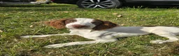 English Springer Spaniel dogs for sale: Kc registered Springer Spaniel pups - Advert 2
