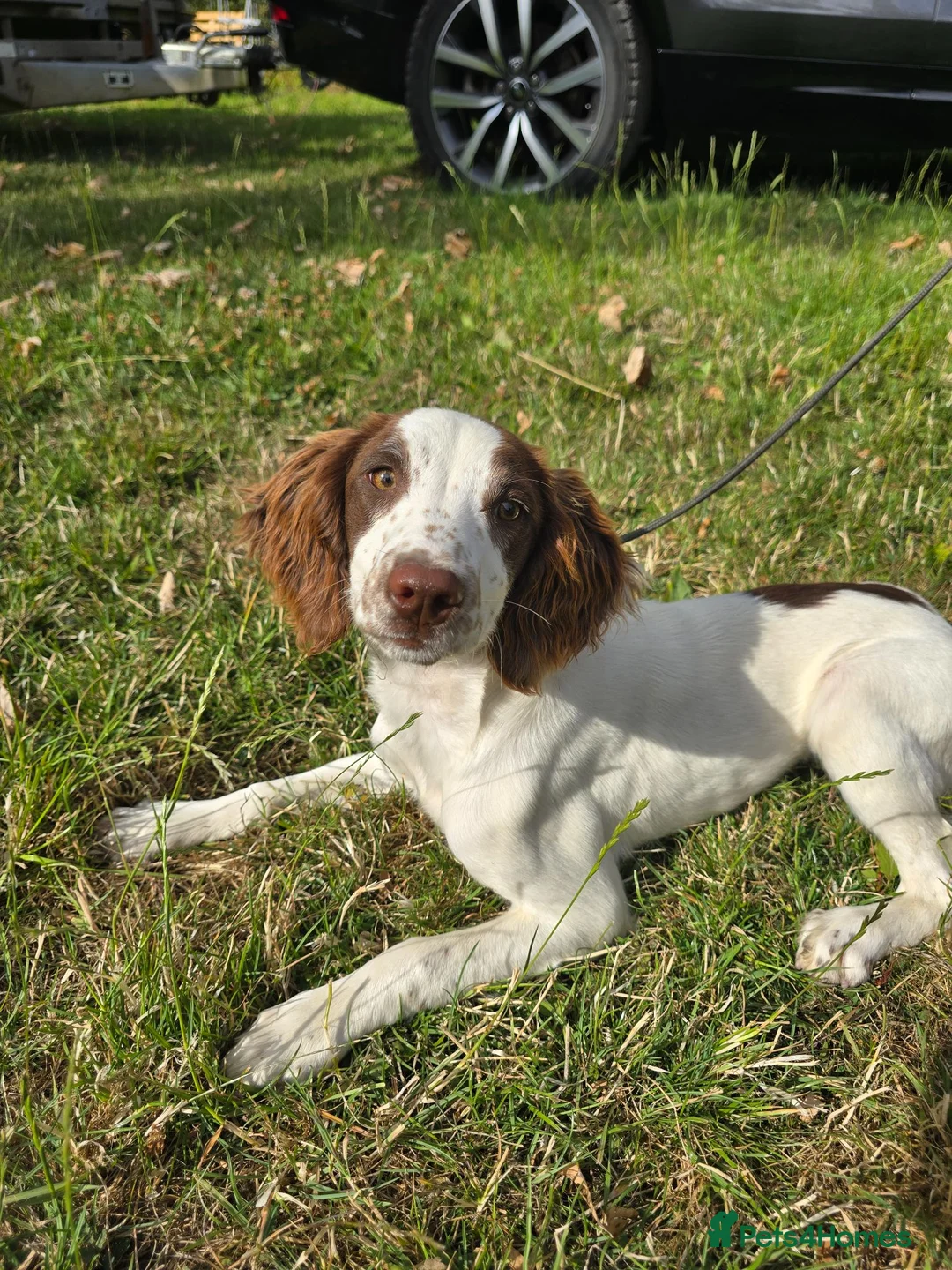 English Springer Spaniel dogs for sale: Kc registered Springer Spaniel pups - Advert 2