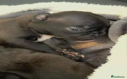 French Bulldog dogs for sale: French puppies  - Advert 19