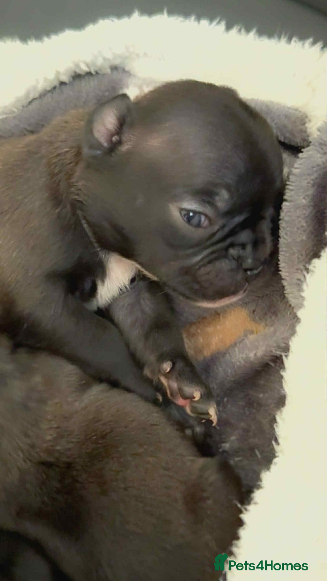 French Bulldog dogs for sale: French puppies  - Advert 19