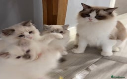 Ragdoll cats for sale: Beautiful Ragdoll for sale - Image 1