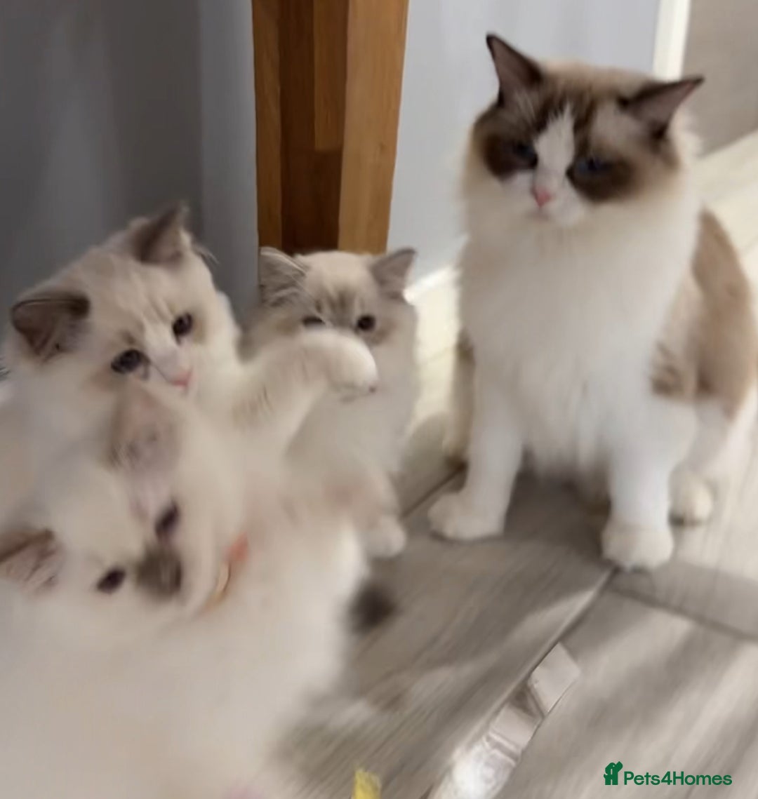 Ragdoll cats for sale: Beautiful Ragdoll for sale - Image 1