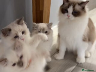Ragdoll cats - Advert 2