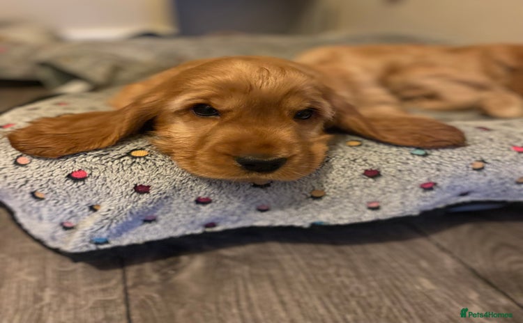 Cocker Spaniel dogs - Advert 6