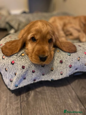 Cocker Spaniel dogs - Advert 9