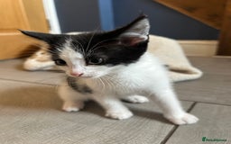 British Shorthair cats for sale: 7 gorgeous kittens for sale ** - Image 7