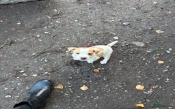 Jack Russell dogs for sale: Jack Russell  - Advert 2