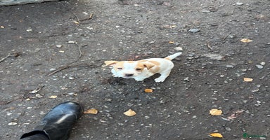 Jack Russell dogs Jack Russell  - Advert 2