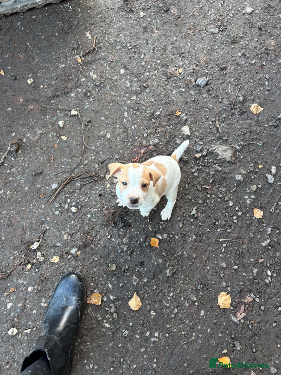 Jack Russell dogs for sale: Jack Russell  - Advert 2