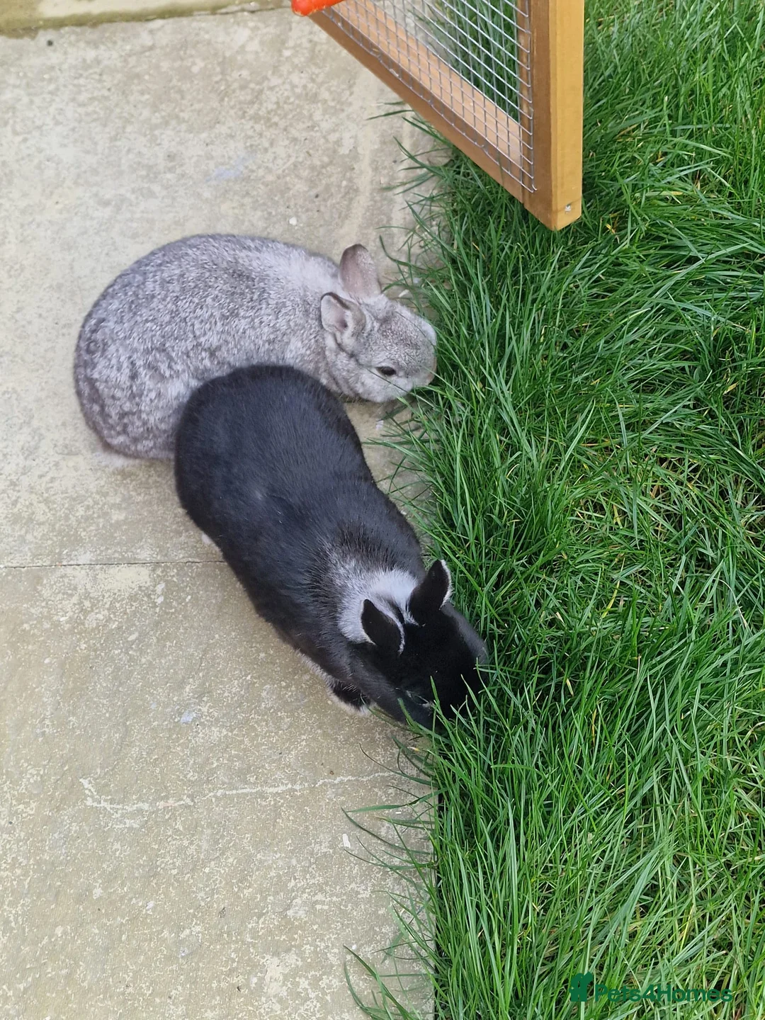 Netherland Dwarf rabbits for sale: 2 female Netherlands dwarf rabbits with hutch - Advert 2