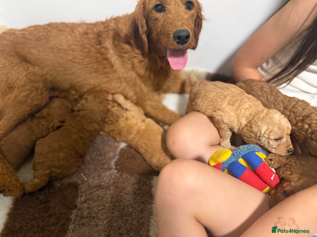Labradoodle dogs for sale: Stunning miniature labradoodles  - Image 3