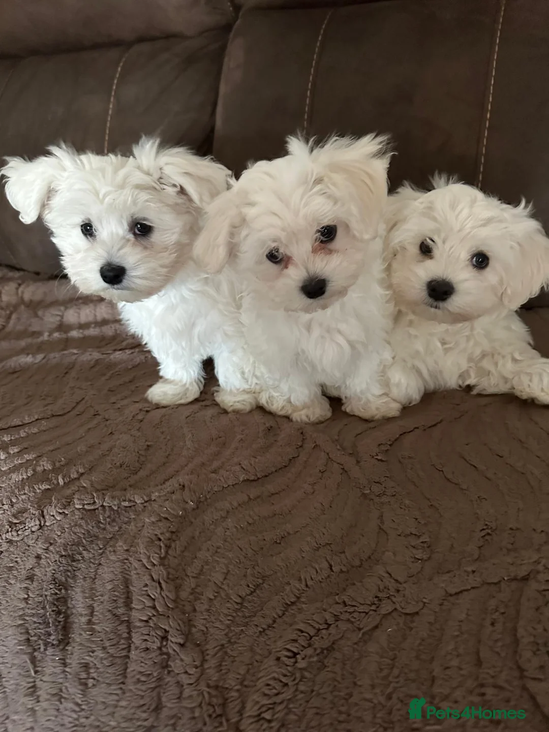 Maltese dogs for sale: Bichon Maltese puppies  - Advert 1