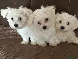 Maltese dogs Bichon Maltese puppies - Advert 1