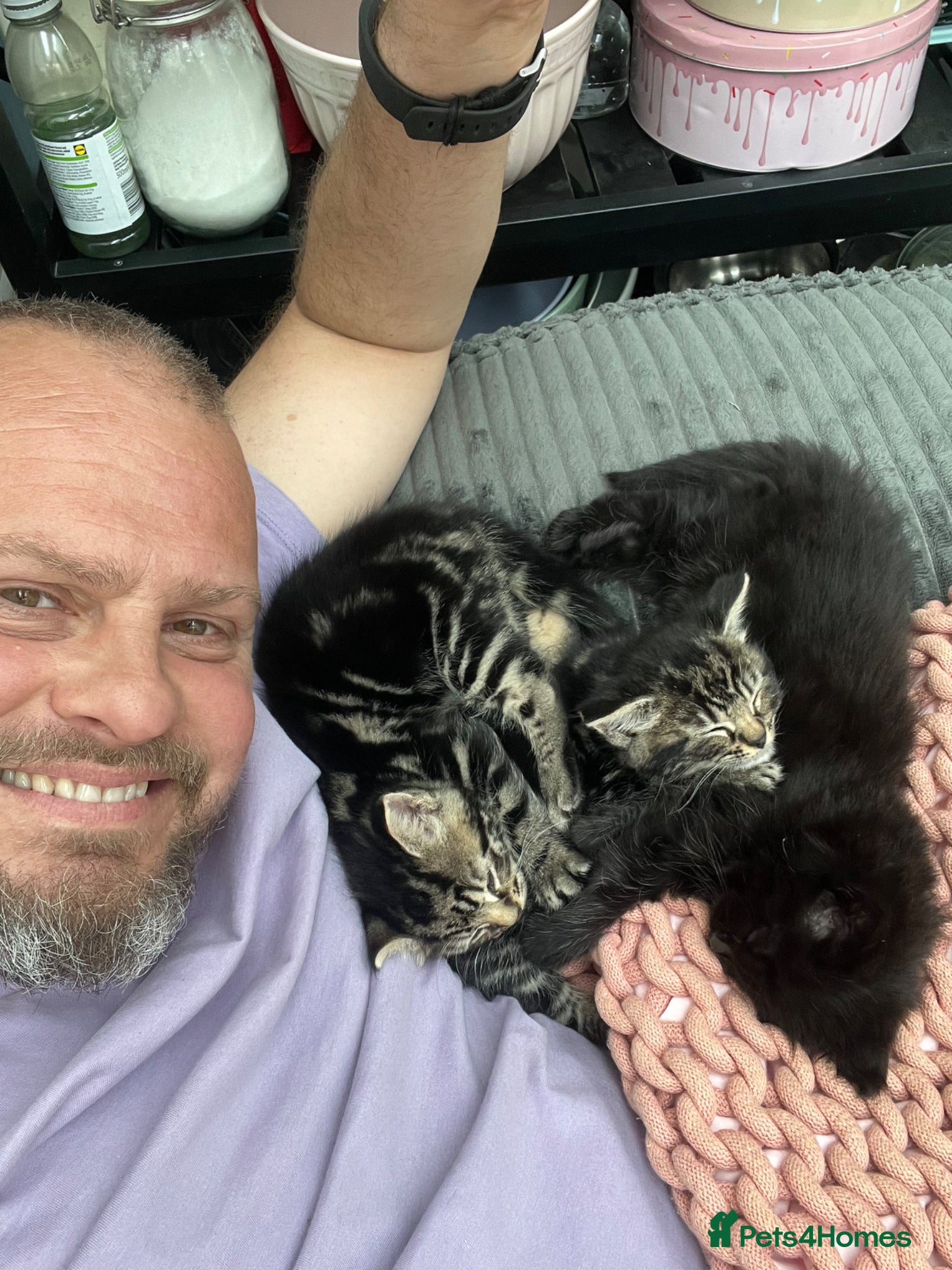 Ragdoll cats 2 Male and 1 female Ragdoll Kittens Ready Now!! - Advert 2