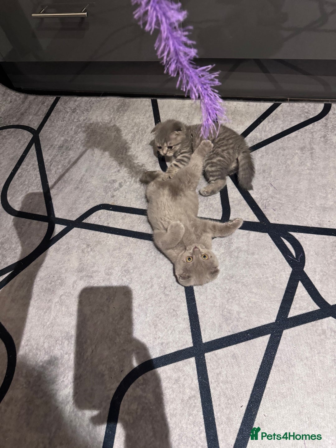 Scottish Fold cats for sale: Scotish kitten  - Image 8
