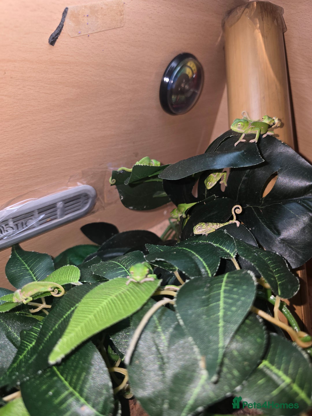 Chameleon reptiles for sale: veiled chameleon - Advert 12