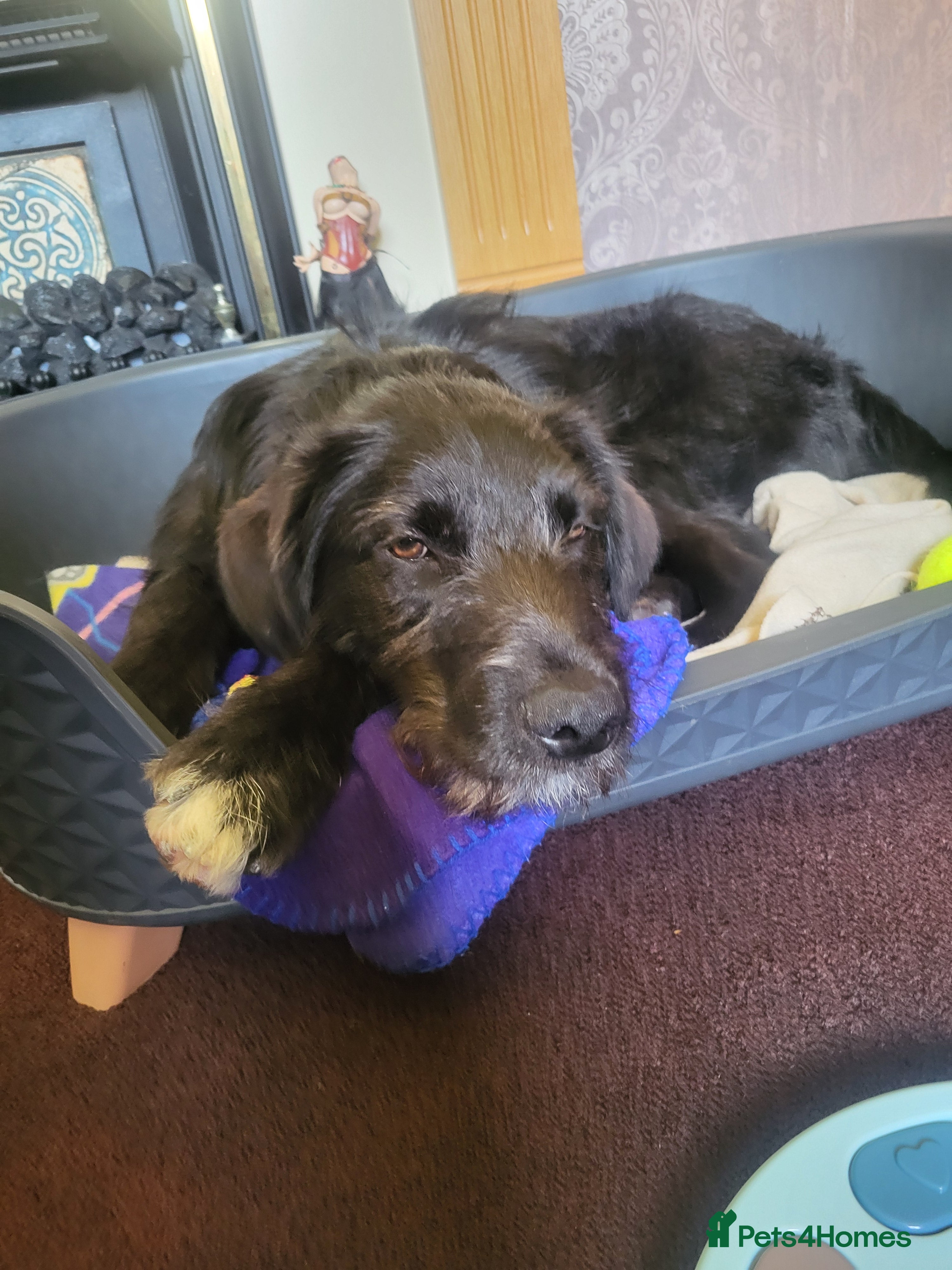 Mixed Breed dogs Lovely huggie happy doggie - Advert 7