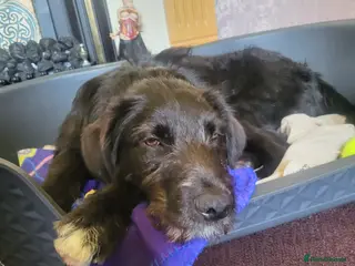 Mixed Breed dogs Lovely huggie happy doggie - Advert 7