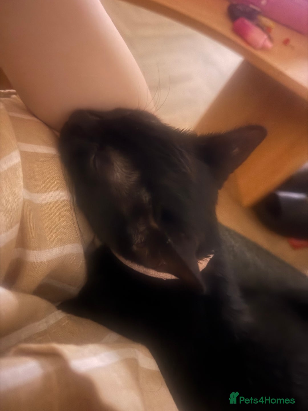 Mixed Breed cats for sale:  Free mixed cat named Misty - Image 2