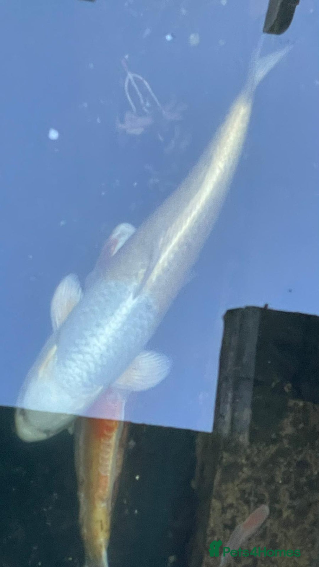 Koi Carp fish for sale: Several equisite koi for sale - Advert 3