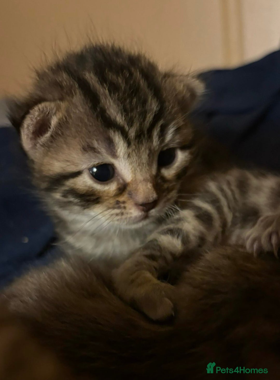 Bengal cats for sale: Beautiful Bengal Mix Kittens - Advert 13