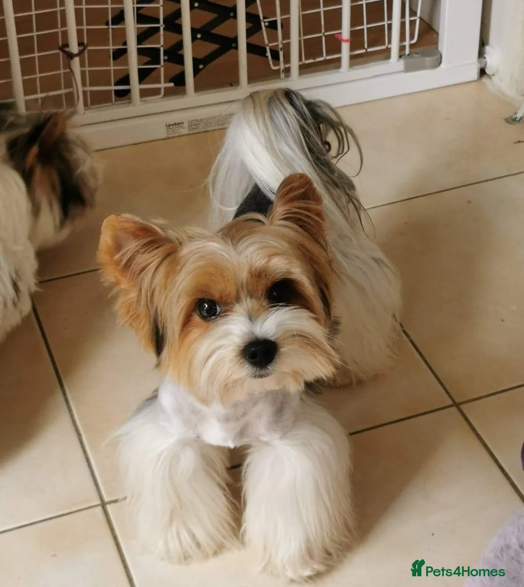 Yorkshire Terrier dogs for sale: Pure Biewer York Terriers for sale - Advert 12