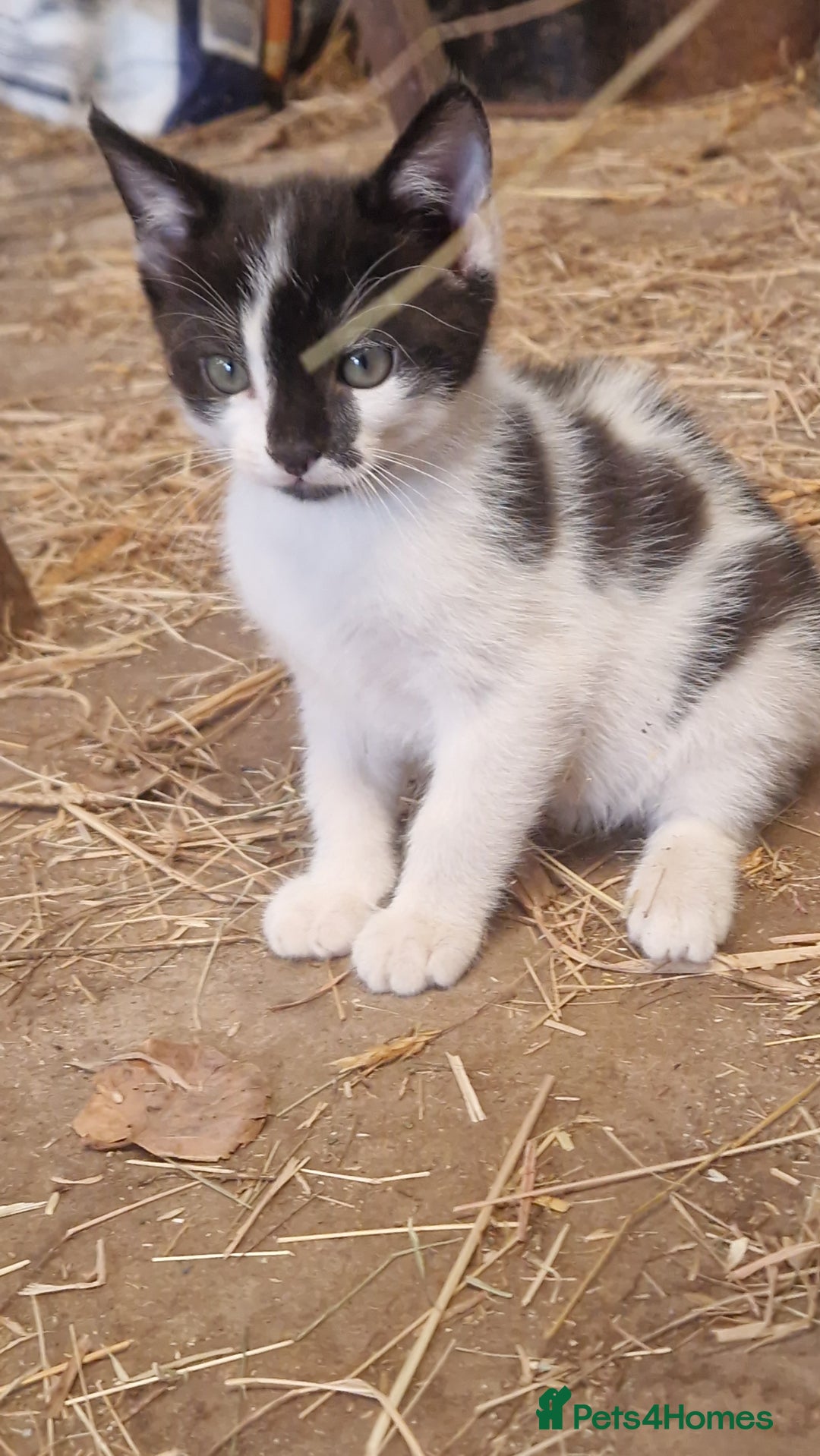 Mixed Breed cats for sale: Black & White Female kitten - Image 1