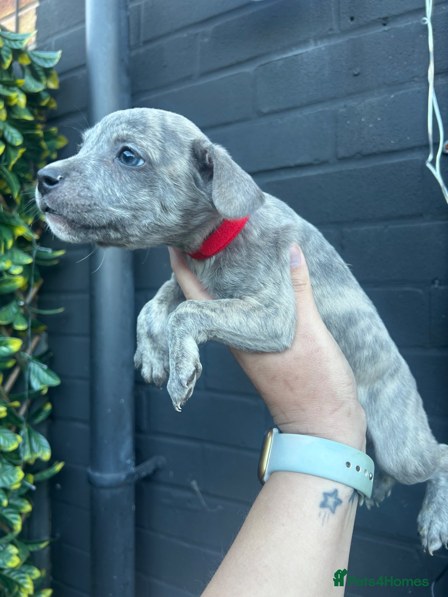 Mixed Breed dogs WHIPPET X FRENCHBULLDOG PUPPIES 💕💙 - Advert 2
