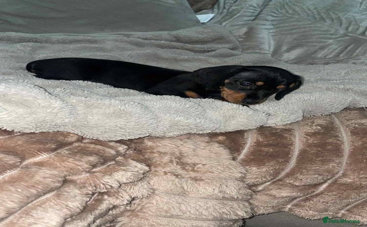 Miniature Dachshund dogs - Advert 4